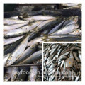 16-18pcs/kg frozen sardine fish